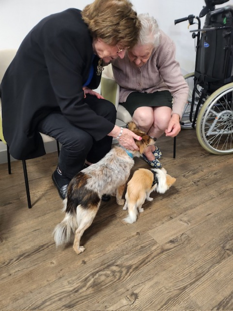 Un Moment de Bonheur Partagé avec les Chiens de Thérapie